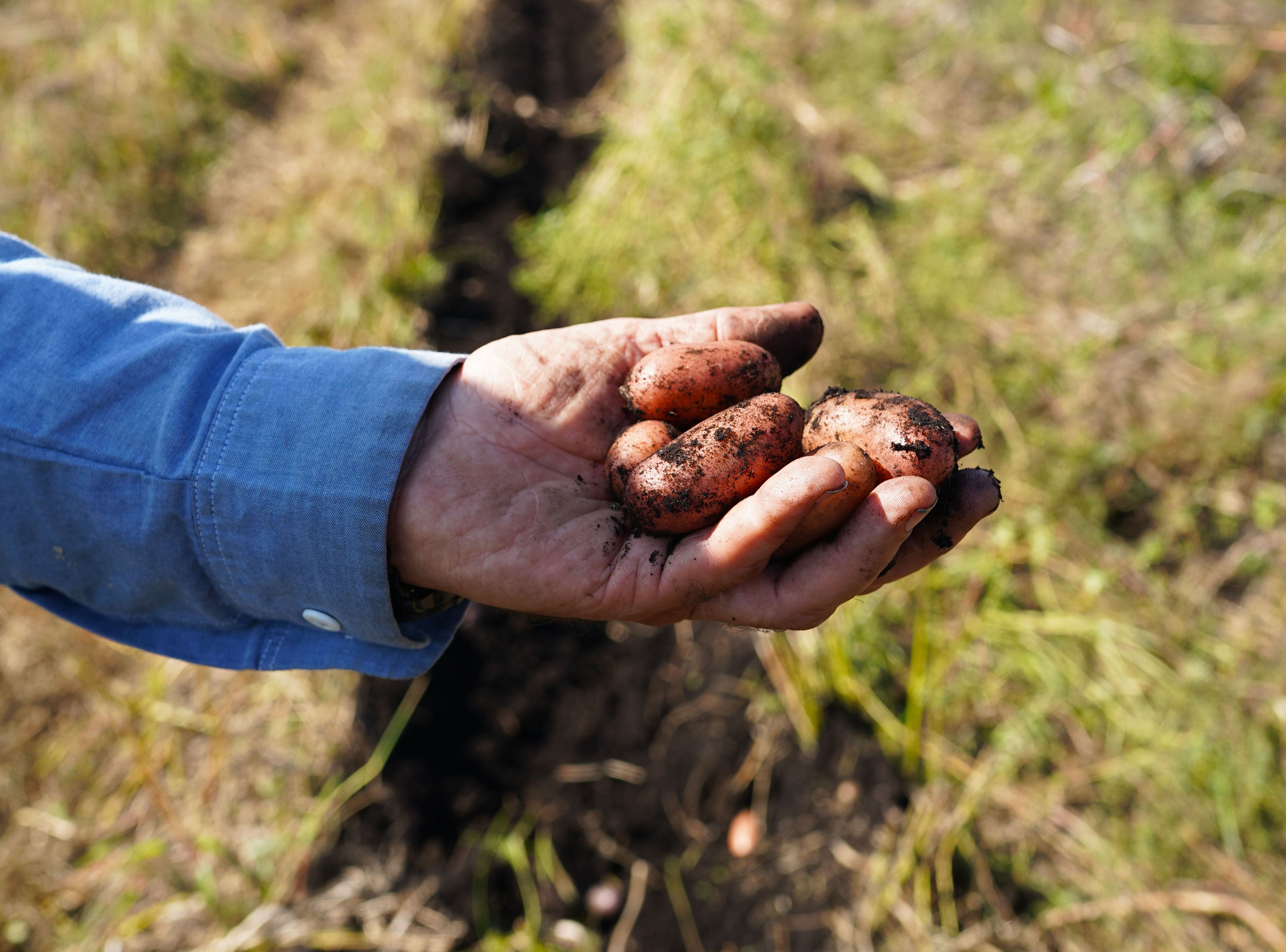Farmer holding potatoes.